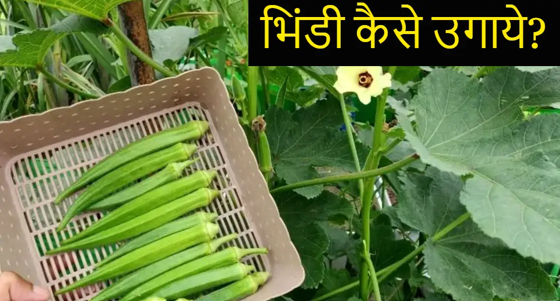 Bhindi Kaise Ugaye