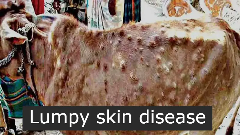 Lumpy skin disease