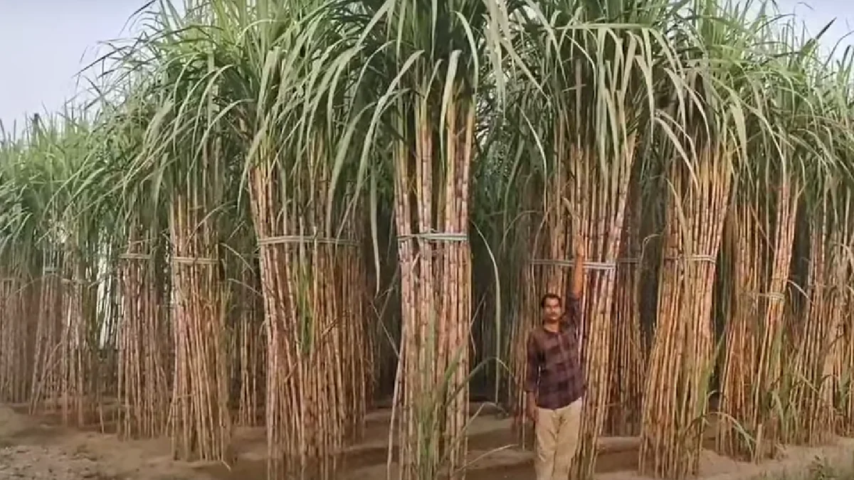 Sugarcane Farming