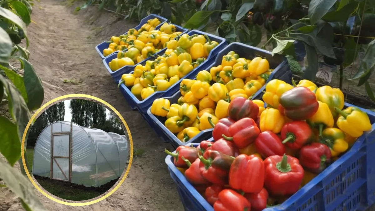 Green House Farming