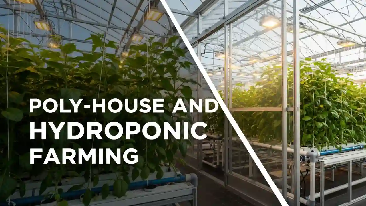 poly house and hydroponic farming